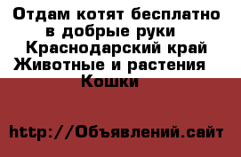 Отдам котят бесплатно в добрые руки - Краснодарский край Животные и растения » Кошки   